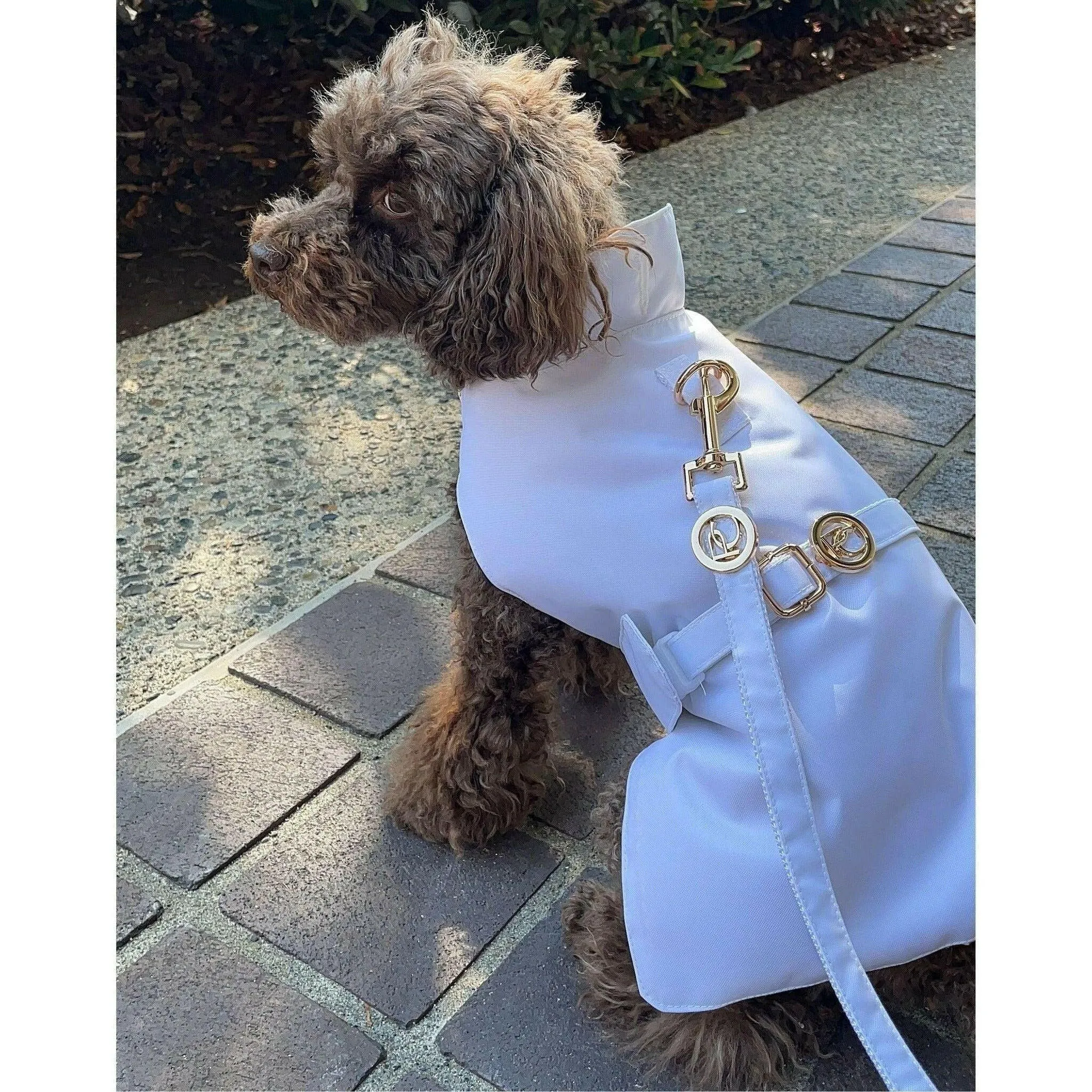 White Rain Matching Leash